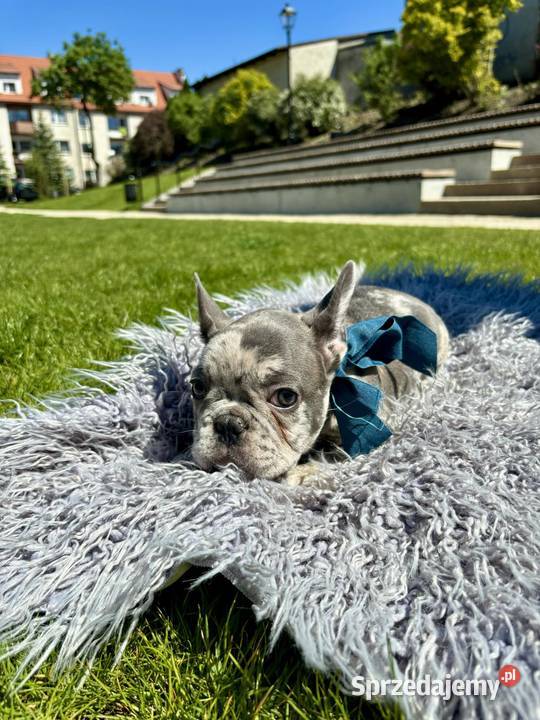 Buldog francuski blue merle Nowe Miasto Lubawskie