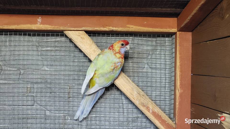 Rozelle królewskie para lęgowa Jasień sprzedam