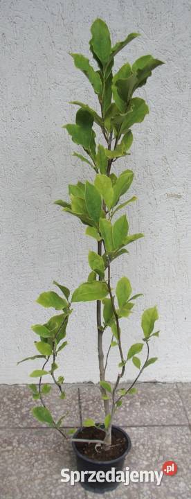 MAGNOLIA SUSAN sadzonki w doniczkach Pozostałe Ustronie