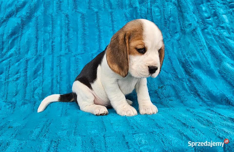 Szczeniaki beagle sprzedam