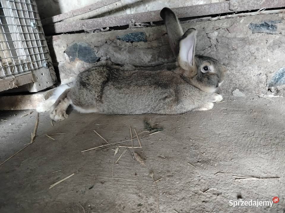 Królik olbrzym belgijski podlaskie Kumelsk