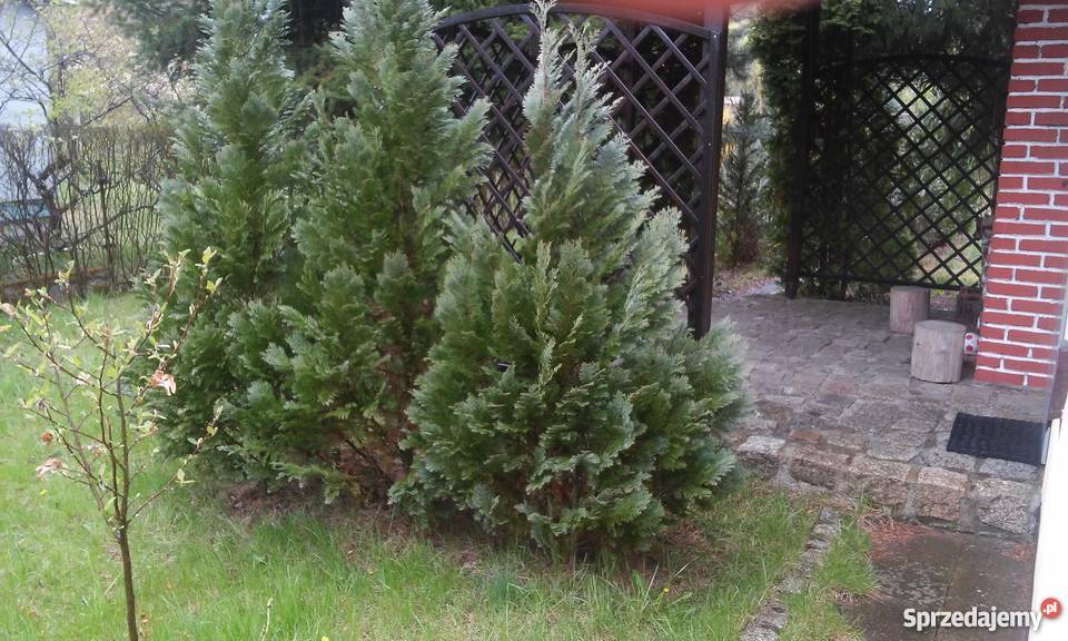 Sprzedam działkę ROD 115 Poznań