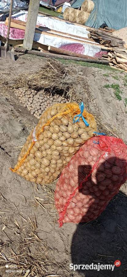 Ziemniaki sadzeniaki Stoczek