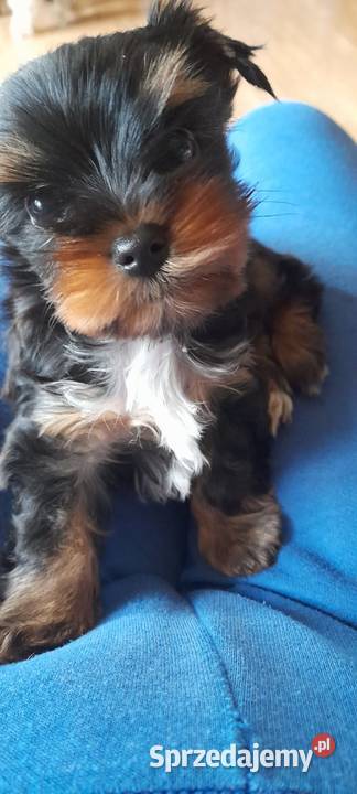 Yorkshire Terrier Black Tan Rumia sprzedam