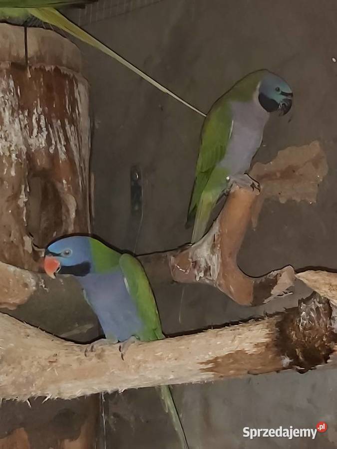 Aleksandretta chińska para Bogdaniec