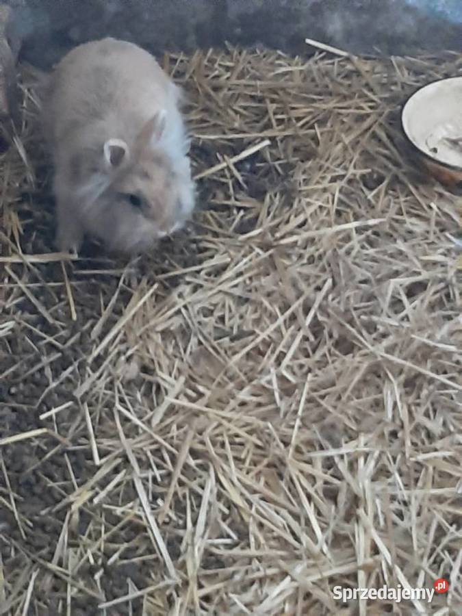 Króliki Lwie głowy łódzkie Zgierz