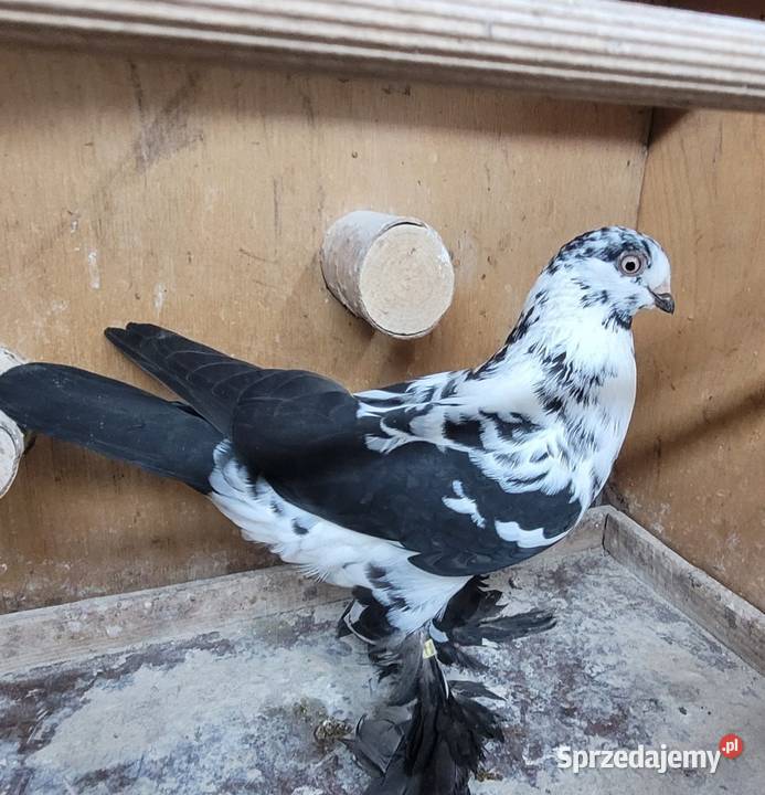Gołębie Widyny polskie sprzedam