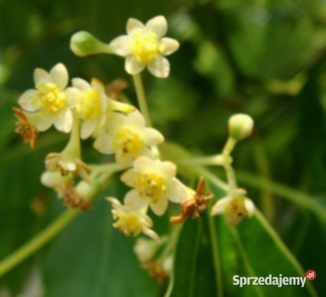 CYNAMONOWIEC KAMFOROWY Cinnamomum camphora kujawsko-pomorskie Lubanie