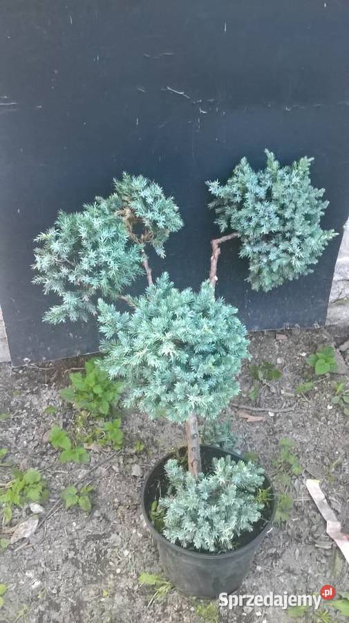 Ogrodowe Bonsai Formowane Iglaki mazowieckie