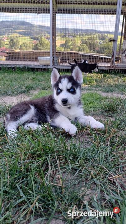Zapowiedź Rasa Husky Siberian Męcina