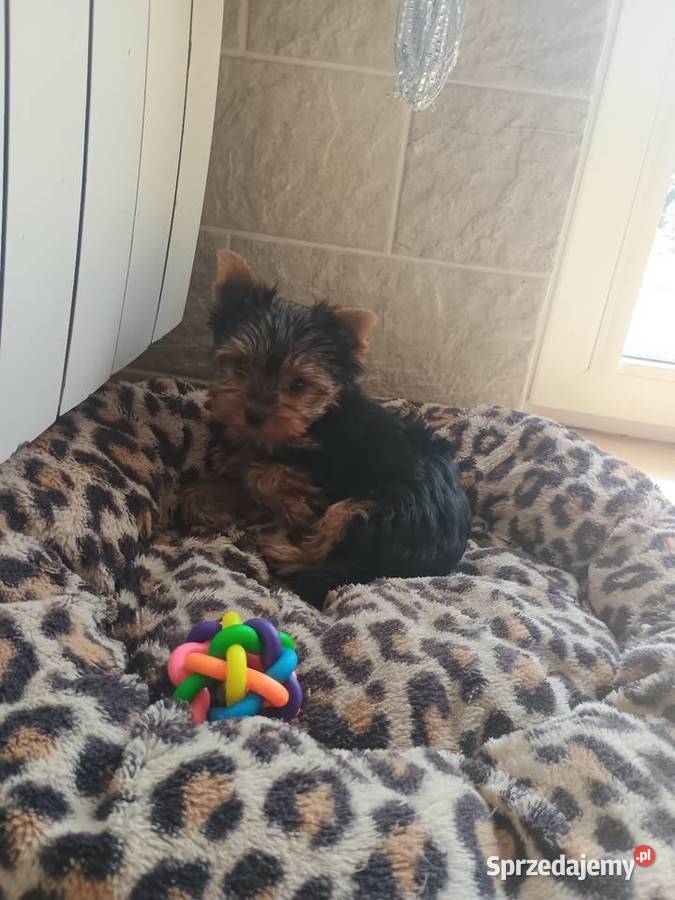 Yorkshire terrier piesek kujawsko-pomorskie Radziejów