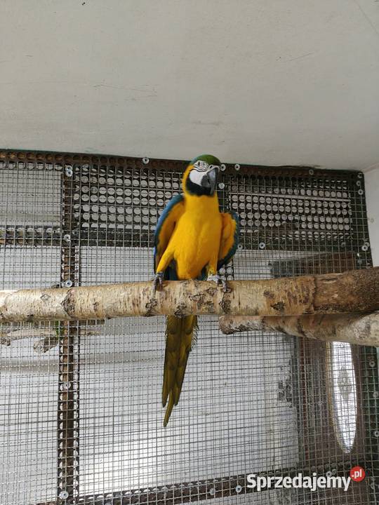 Ara ararauna samiec Tarnów