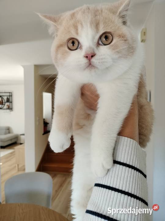 Kocięta brytyjskie śląskie Rybnik