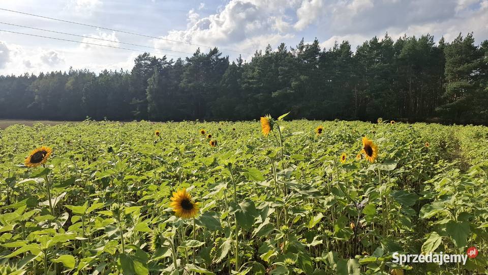 Słonecznik Pozostałe sprzedam