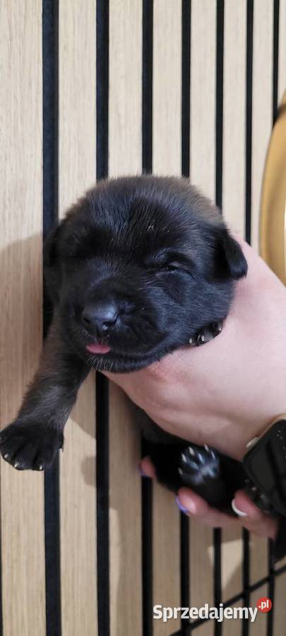 Owczarek belgijski malinois Psy Suwałki