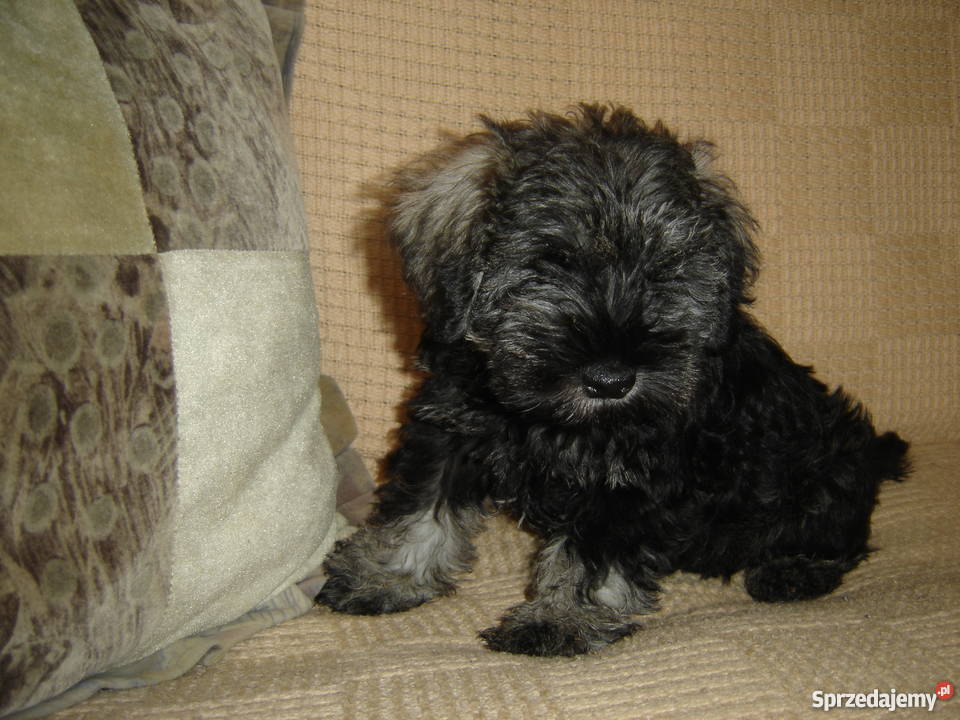 sznaucer miniaturowysznaucer miniatura