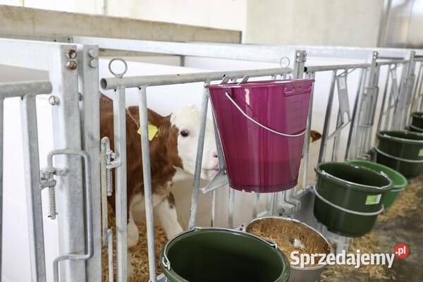 Wiadro do karmienia jagodowe przezroczyste ze małopolskie