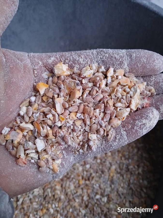 Kukurydza sucha cała grubo mielona pszenica Zboża Rozprza