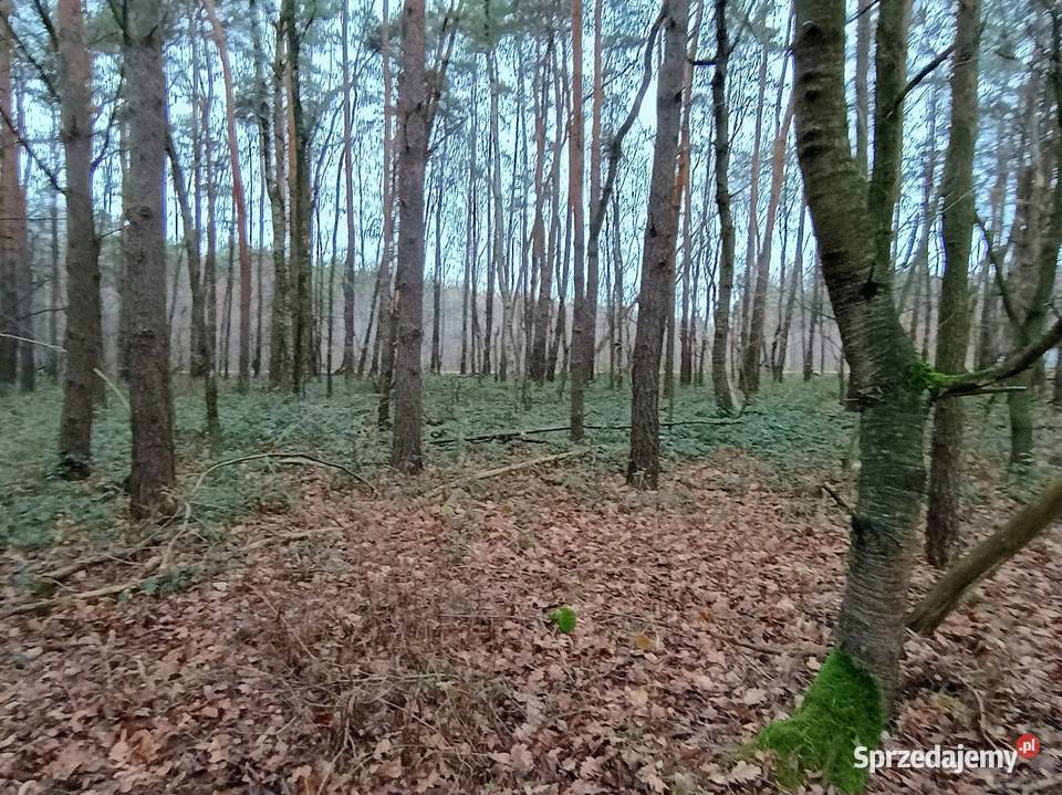 Działka leśna 078h