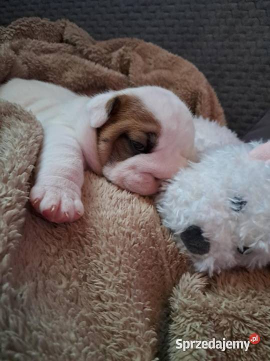 Buldog angielski fci Bodzentyn sprzedam