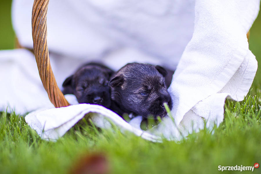 Szczeniaki Sznaucer Miniaturowy Pieprz i Sól