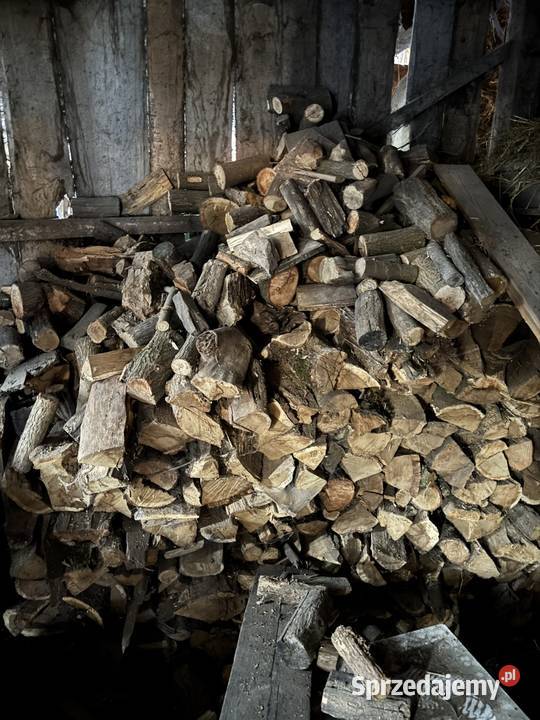 Drzewo dębowe Bekiesza