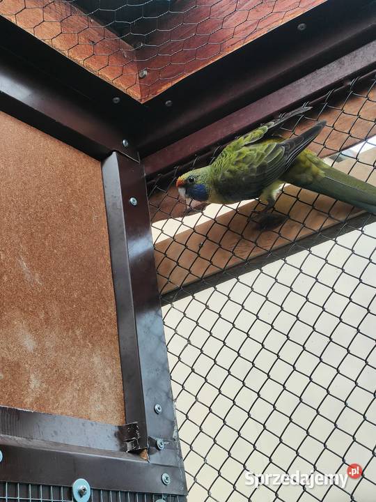 Rozele słomkowe młode 2025 Wojnowice