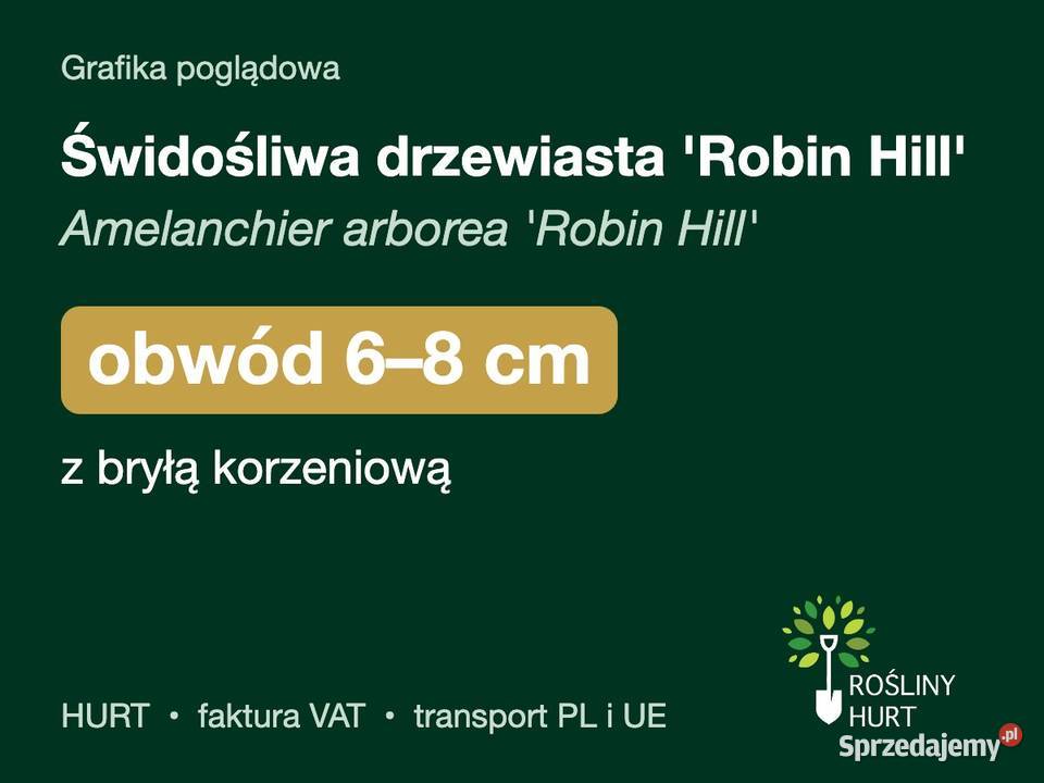 Świdośliwa drzewiasta Robin Hill obwód 68 z