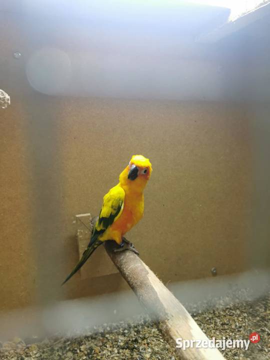 Papugi konury słoneczne 2 pary Likwidacja Ptaki Katowice