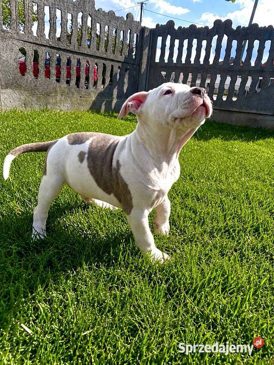 Piękne szczenięta American Staffordshire Terrier Kępno sprzedam