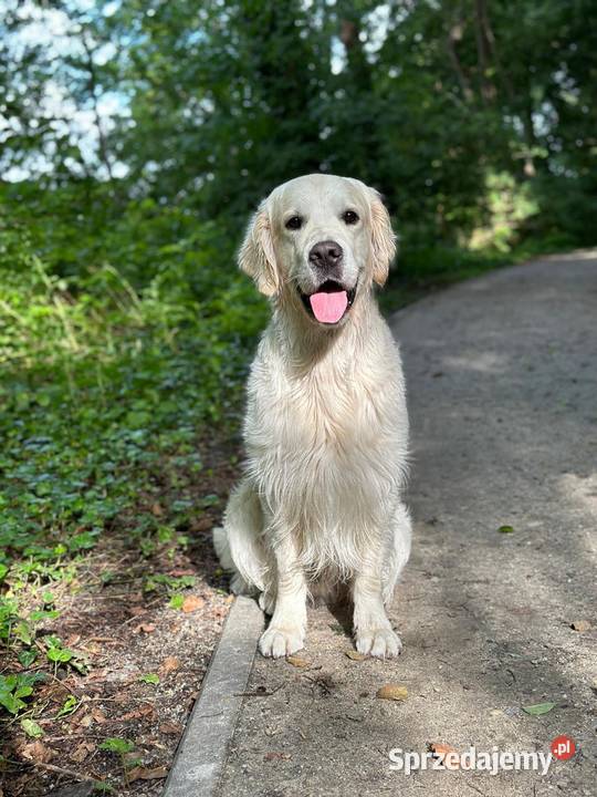 Golden Retriever FCI szczeniaki Stargard