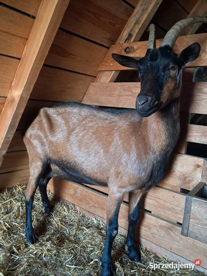 Sprzedam kozy Zalesie Górne