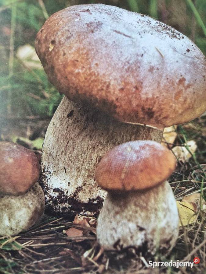 Grzyby borowik szlachetny 30 kozak czerwony Międzybrodzie Żywieckie sprzedam
