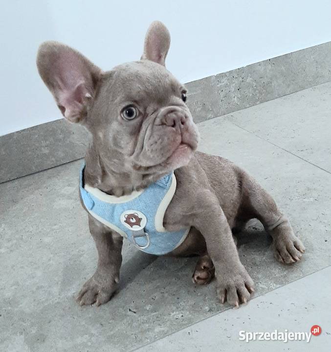 Buldog francuski piesek isabella