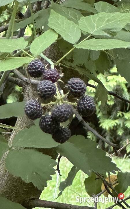 Jeżyna sadzonki Owocowe Aleksandrów Łódzki