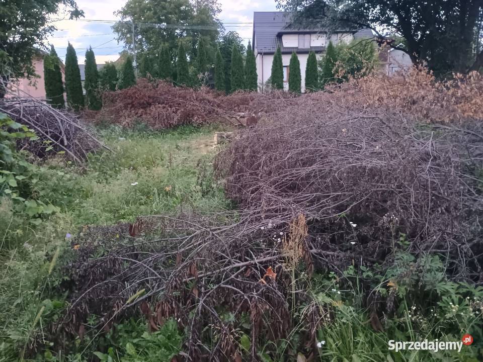 Oddam chrust gałęzie i pieńki z drzew owocowych świętokrzyskie Kałków sprzedam