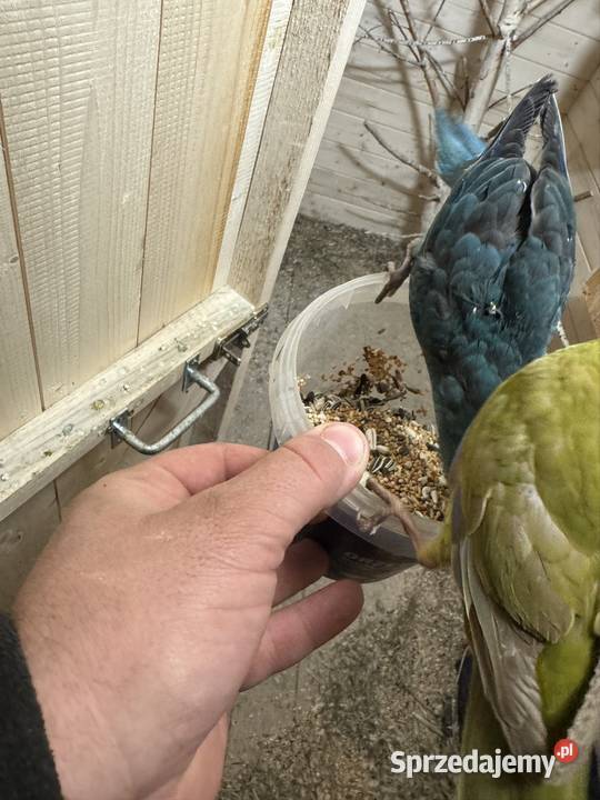 Papugi Świergotki małopolskie Nowy Sącz