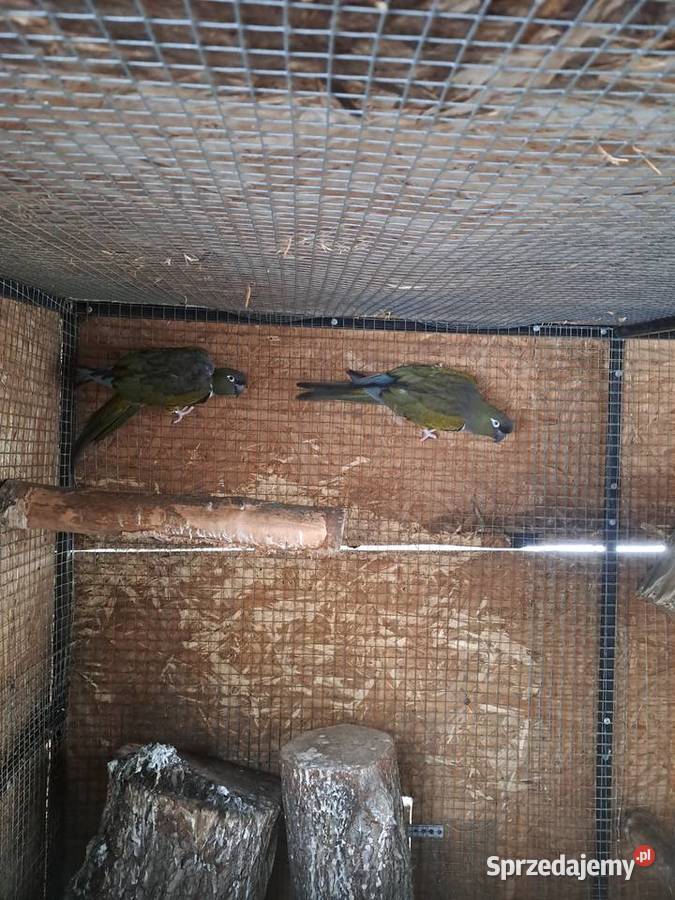 Sprzedam Patagonki z woliery zewnetrznej Bełsznica