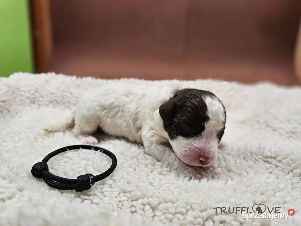 Lagotto Romagnolo ZKwPFCI samiec szczeniak