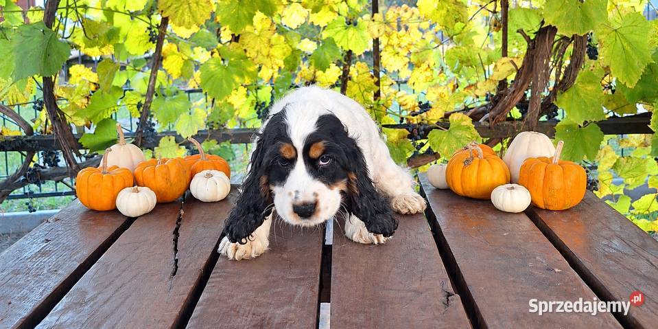 Cocker spaniel angielski Cocker Spaniel Kowal sprzedam