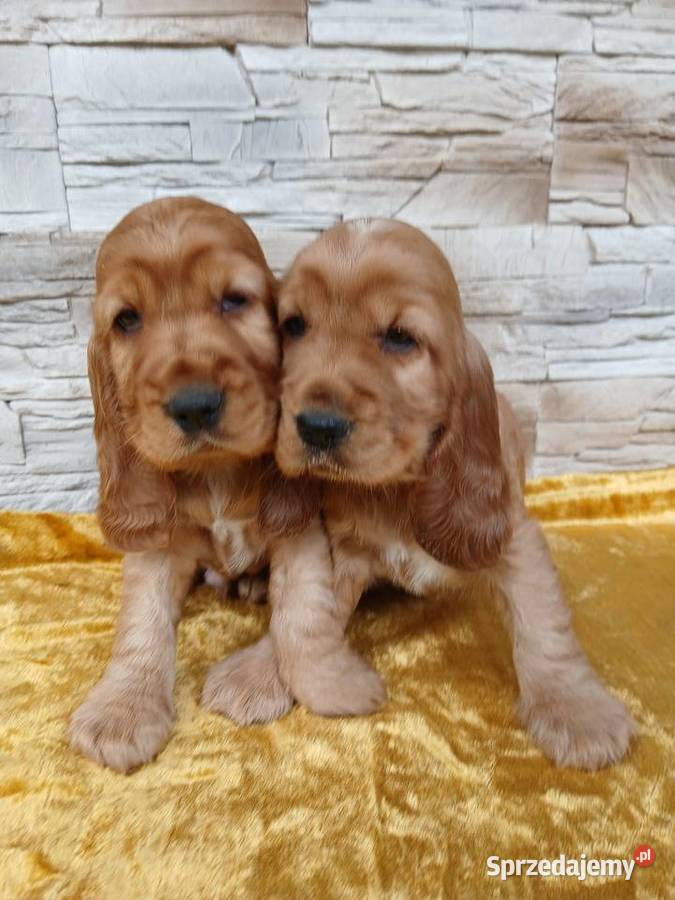 Śliczne Szczenięta Cocker Spaniel Angielski Cocker Spaniel Sieradz