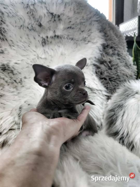Chłopcy chihuahua gotowi do odbioru piękne Ciszkowo
