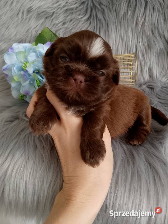 Piękny czekoladowy piesek rasy ShihTzu Kępno sprzedam