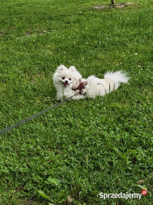 szpic miniaturowy pomeranian Ruda Śląska