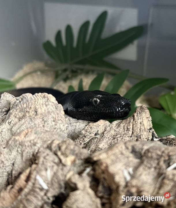 Boa Imperator Motley IMG Bydgoszcz