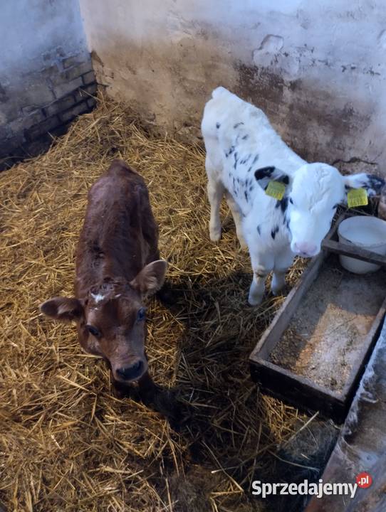Sprzedam cielaki Bydło Parczew sprzedam