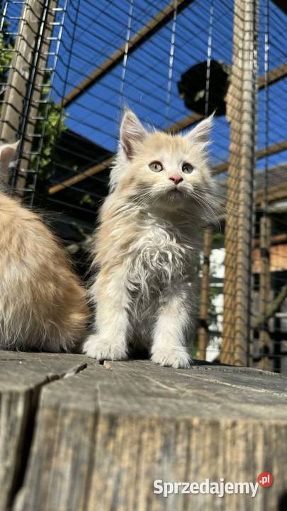 Maine Coon Kotka WCF 5 Pokoleniowy Rodowód Maine Coon Daleszyce