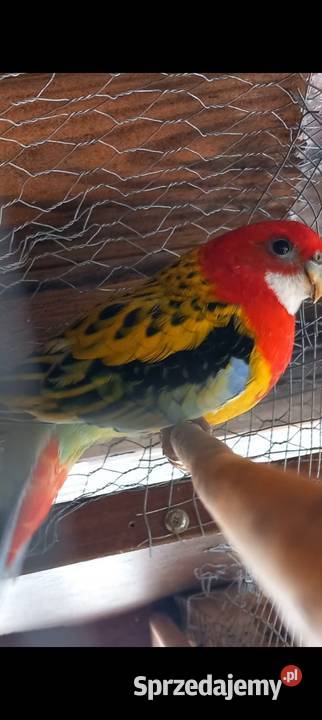 Rozellla białolica Połaniec