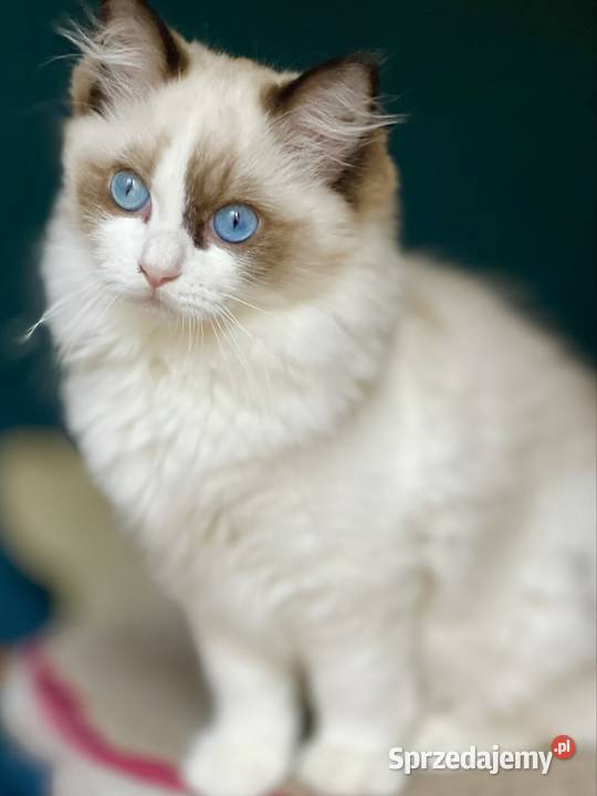 Młodziutka kotka do hodowli Częstochowa