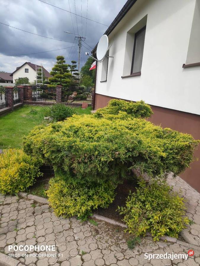 Przycinanie bonsai ciecie strych krzewów pod Chęciny